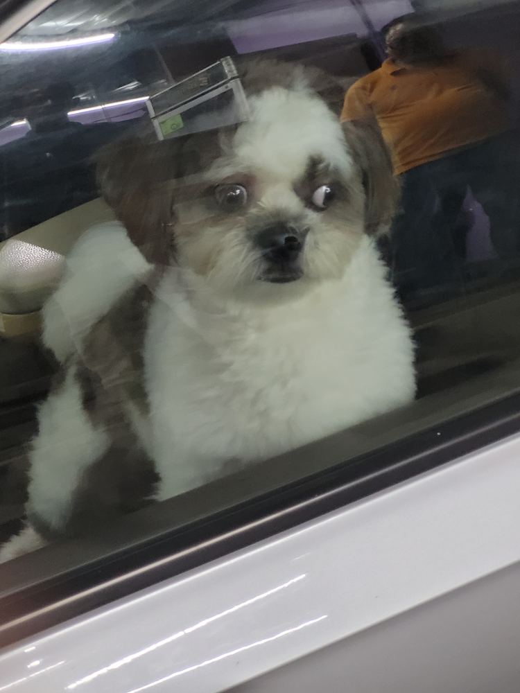 found my spirit animal in a car window
